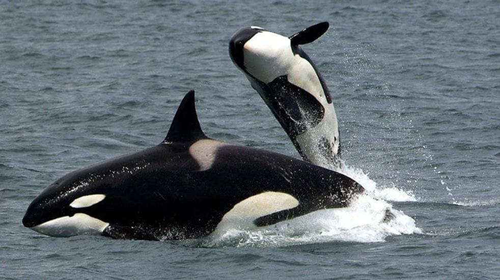 Dolphins swimming